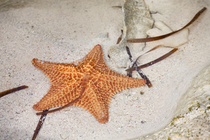 Starfish, San Salvador, Bahamas