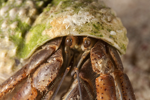 Hermit Crab, San Salvador, Bahamas