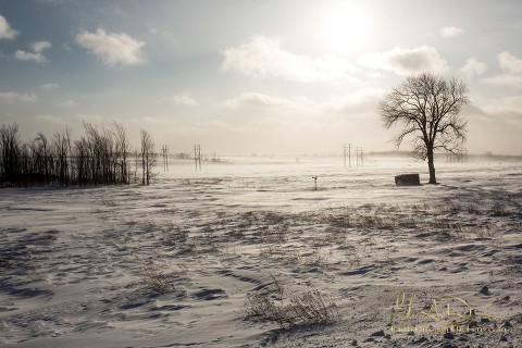 Desolate Winter Landscape