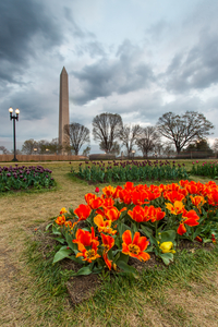 Tulips in bloom in front of the Washington Monument, Washington, D.C.
