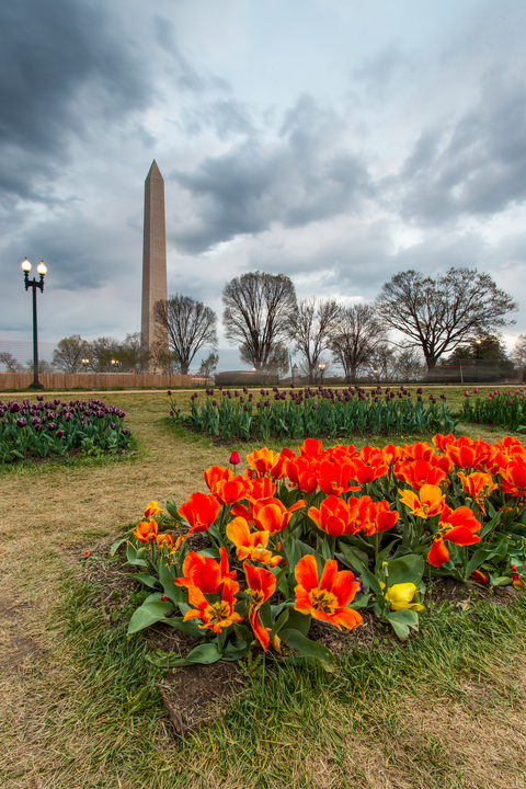 Tulips in bloom at the Floral Library in front of the Washington Monument, Washington, D.C.
